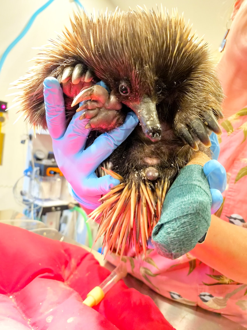Echidna held up with a pink bandage on its foot