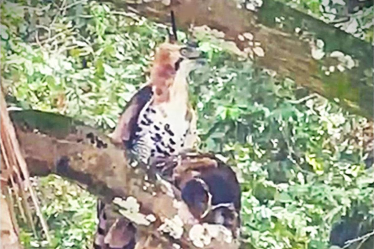 Ornate hawk-eagle with crested owl