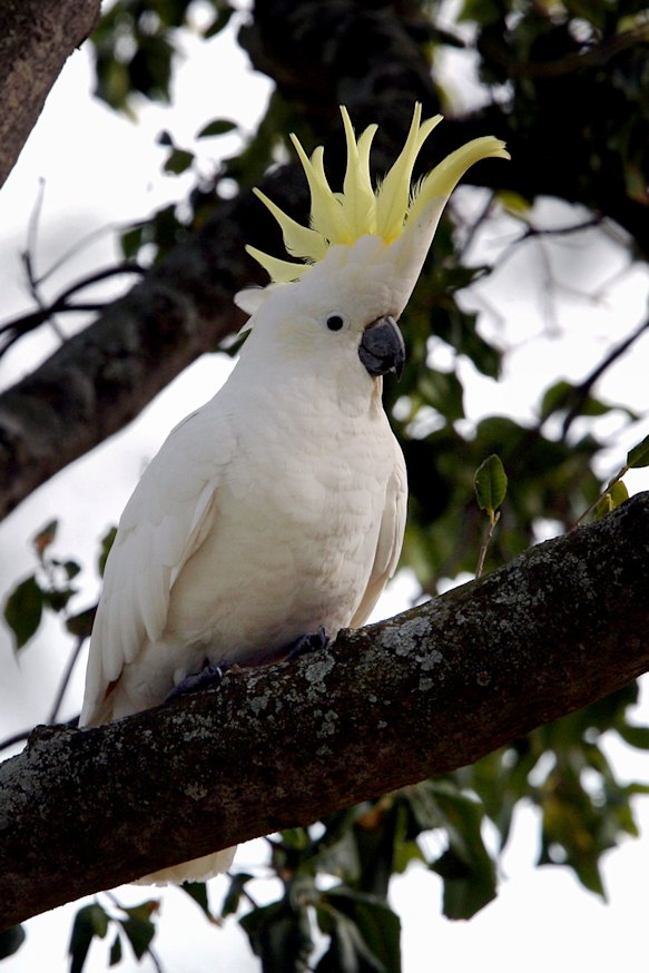 The sulphur-crested cockatoo inspired the Paralympic emblem.