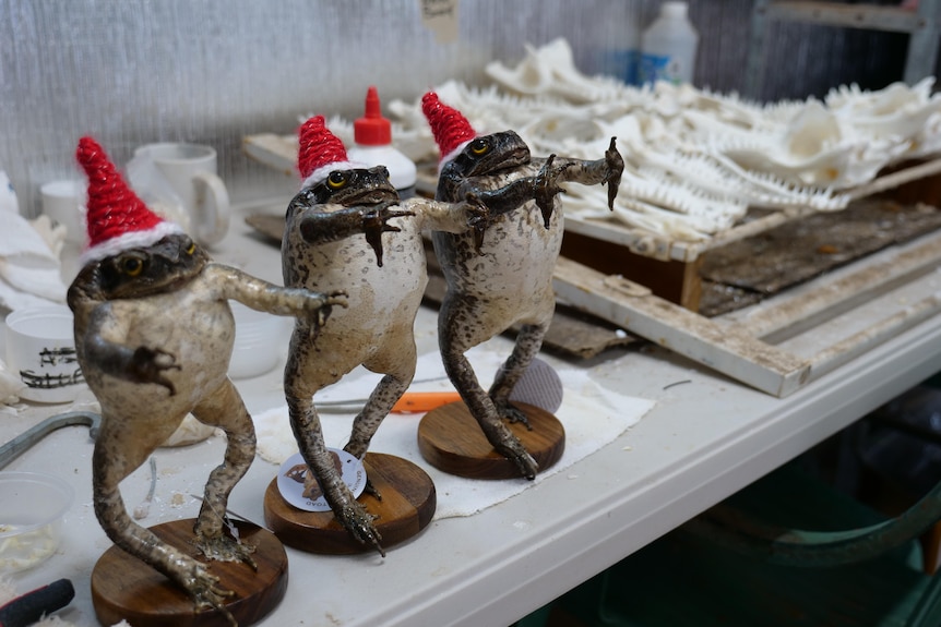 Three taxidermied cane toads standing side by side on their back legs wearing santa hats