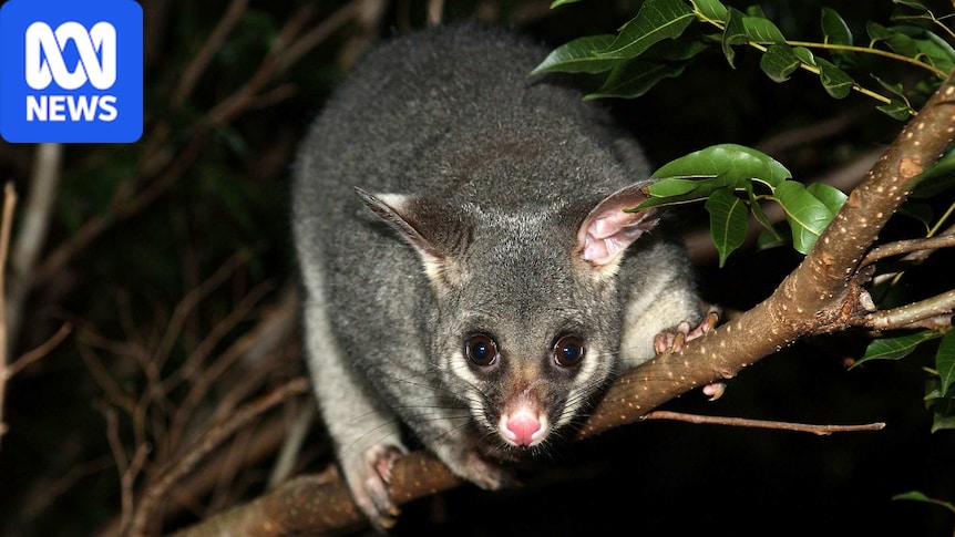 How to protect your garden and live in harmony with possums