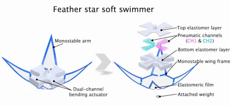 featherstar