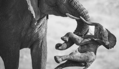 Wildlife Photographer of the Year 2026 winning images revealed