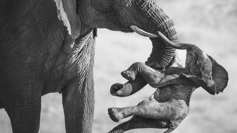 Wildlife Photographer of the Year 2026 winning images revealed