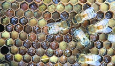 Honey bee hives have ‘living immune systems’ which defend against disease
