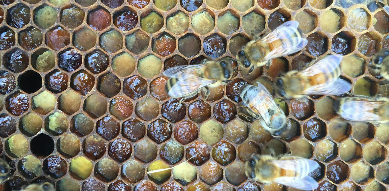 Honey bee hives have ‘living immune systems’ which defend against disease