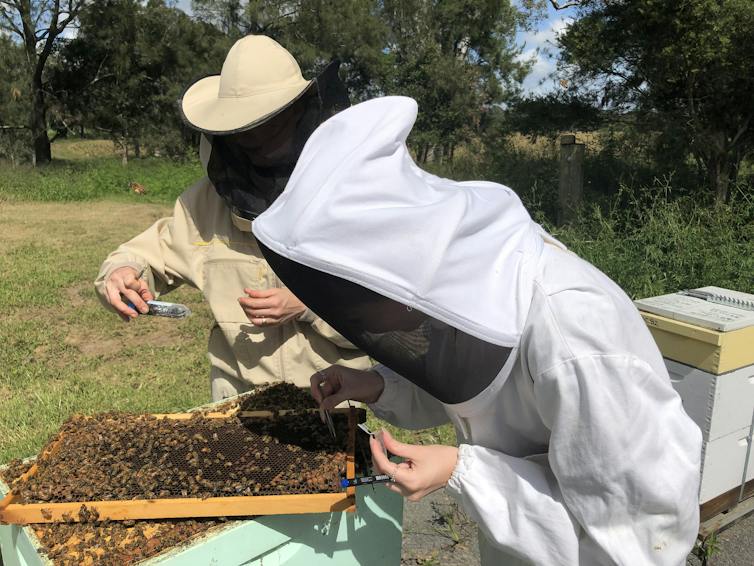 Two people wearing protective suits working on a beehive.