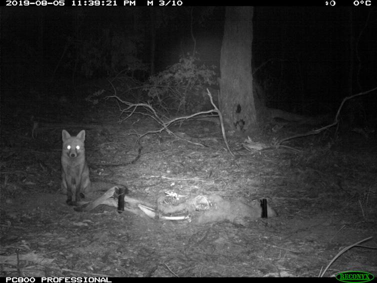 A night photograph shows a red fox sitting next to a kangaroo carcass.