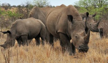 Rhinos and elephants can cause huge problems if reintroduced badly – here’s how to get it right