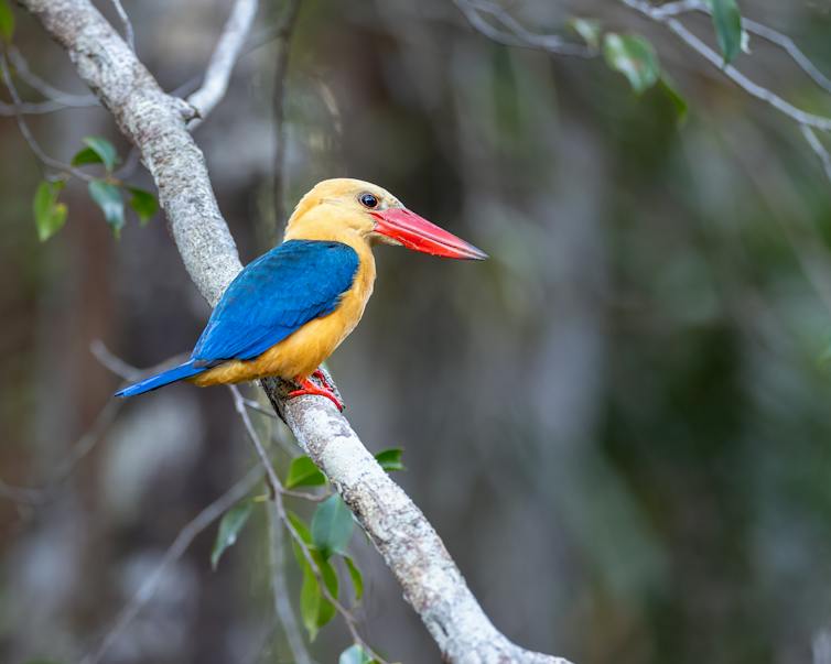 colourful bird