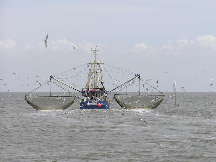 A fishing boat in the open ocean with large basket-shaped nets hanging off both sides.