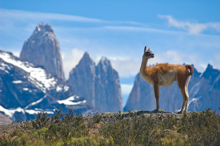 Animal posing in front of mountains