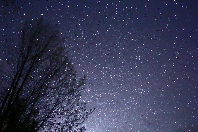 A tree silhouette against a starry night sky