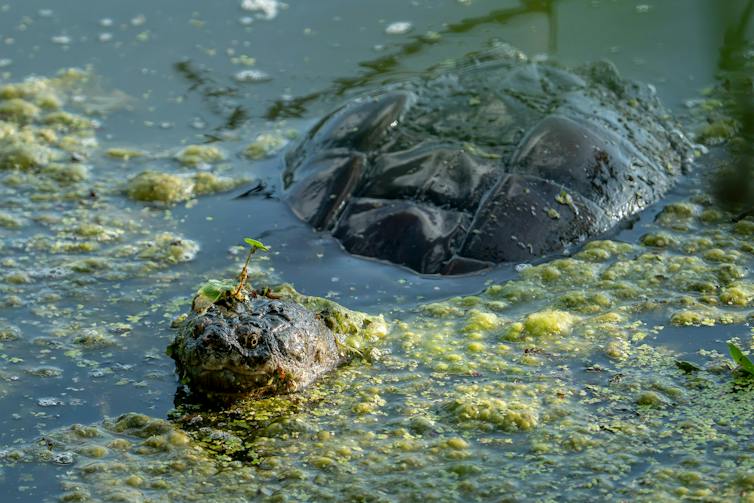 a turtle in water