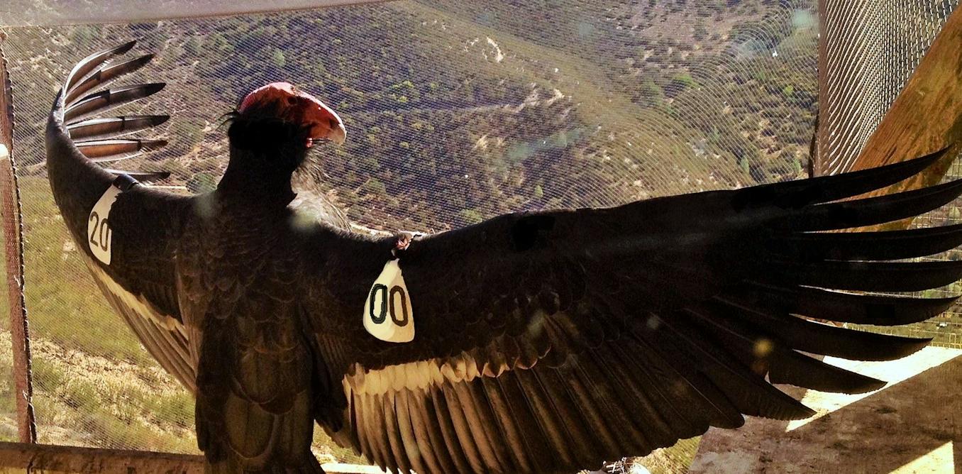 Who should have a say in which species are saved? The California condor offers lessons for a global biodiversity treaty