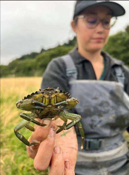 First detected in Washington in 2016, invasive green crabs threaten clams, oysters and other marine life, prompting a continuing state removal effort. (Photo: Washington Department of Fish and Wildlife) First detected in Washington in 2016, invasive green crabs threaten clams, oysters and other marine life, prompting a continuing state removal effort.