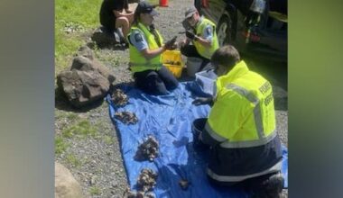 Fifteen people caught flouting fishing rules in Auckland