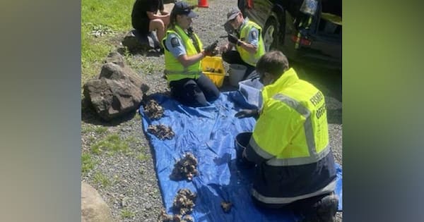 Fifteen people caught flouting fishing rules in Auckland