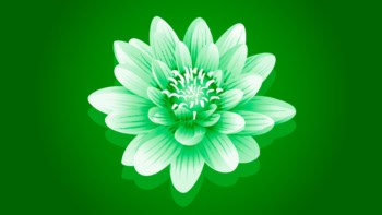 Illustration of a lily