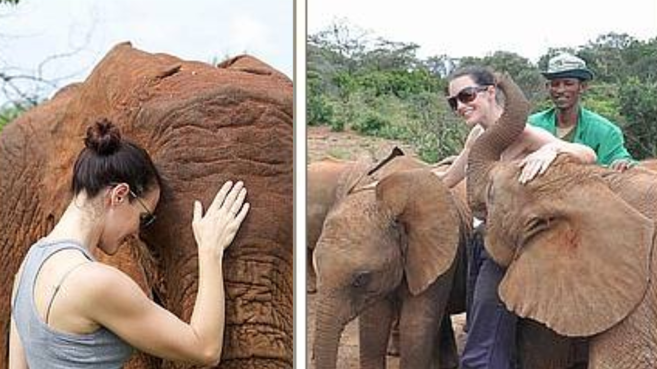 PC: Sheldrick Wildlife Trust From the nursery to Tsavo East: Chaimu learns life among wild elephants<br>