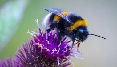Birds and bees to replace famous Britons on banknotes