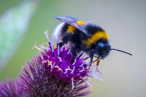 Birds and bees to replace famous Britons on banknotes