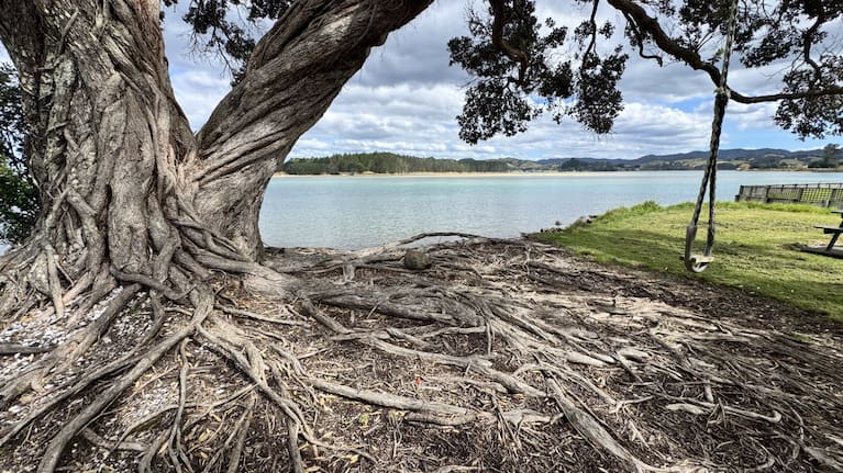 Giant pohutukawa and swing on road reserve at Whananaki North, looking across Whananaki estuary to Whananaki South.