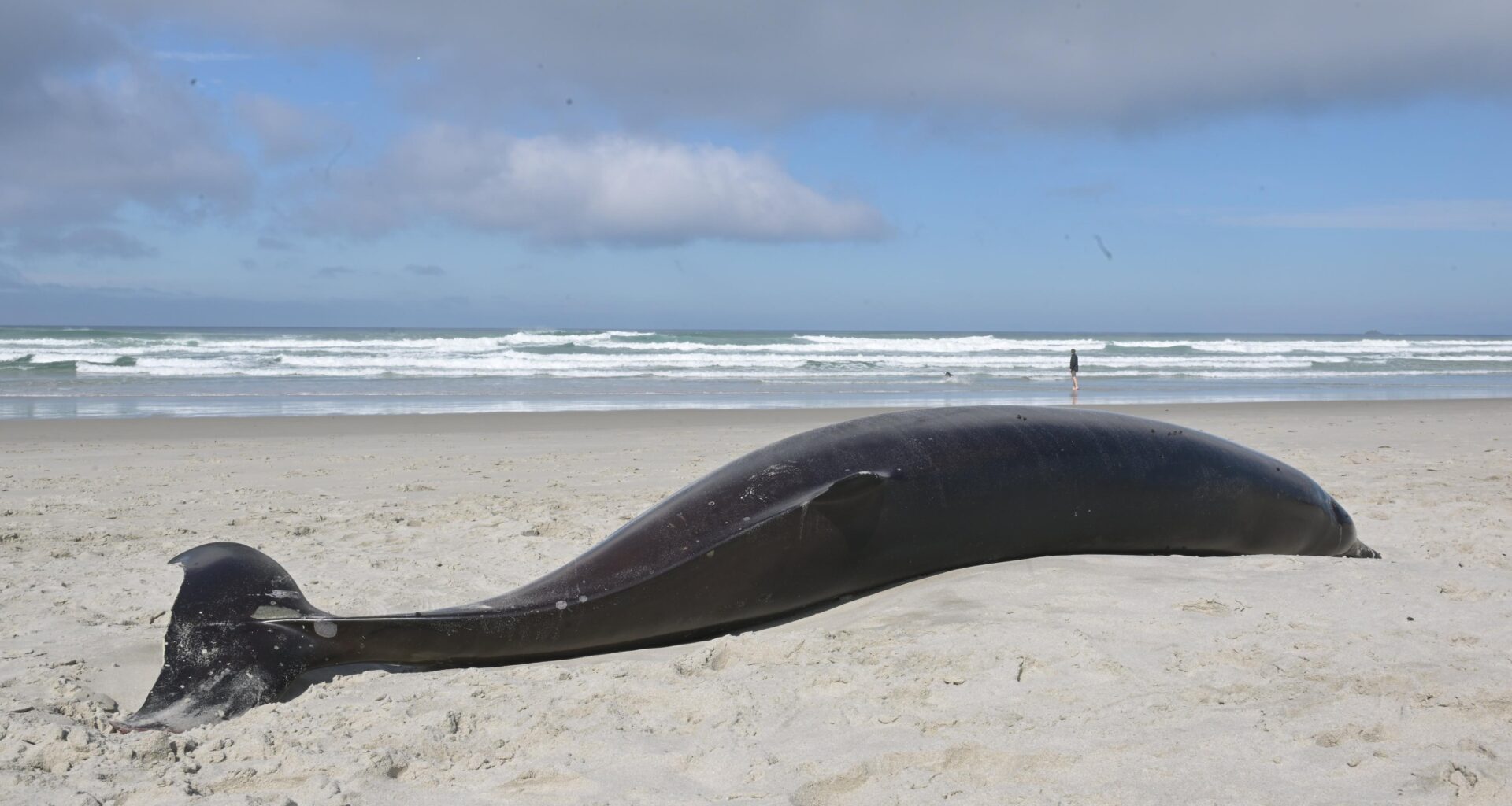 Two beaked whales beached and deceased on Dunedin beaches