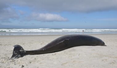 Two beaked whales beached and deceased on Dunedin beaches
