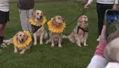 Taupō strikes gold as 200 retrievers take over the lakefront