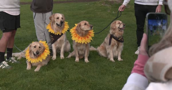 Taupō strikes gold as 200 retrievers take over the lakefront