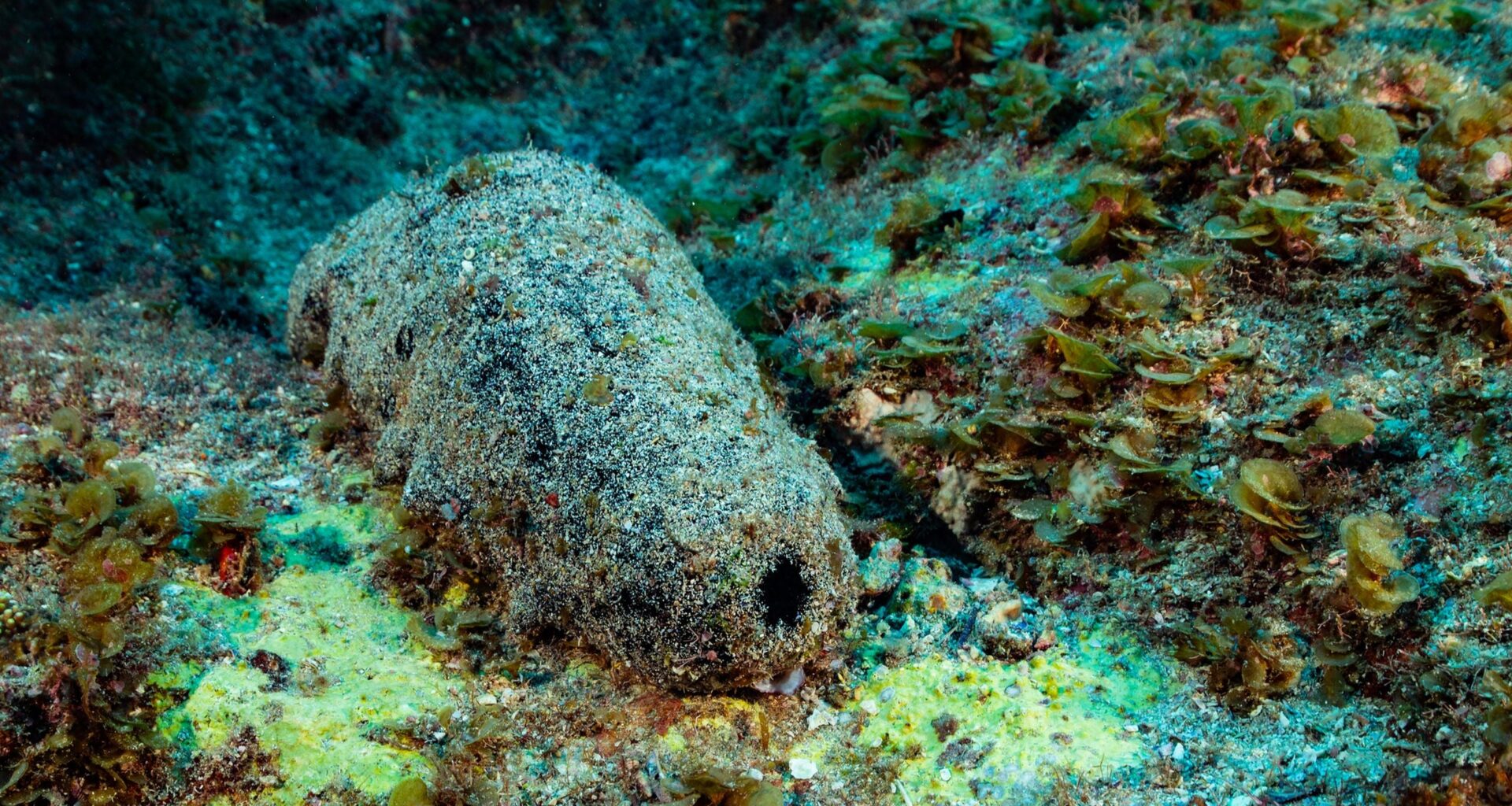 This Sea Creature Looks Like Poop. It May Also Live For 120 Years. : ScienceAlert