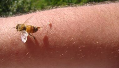 Scientists solve mystery behind honeybee's sting