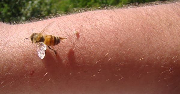 Scientists solve mystery behind honeybee's sting