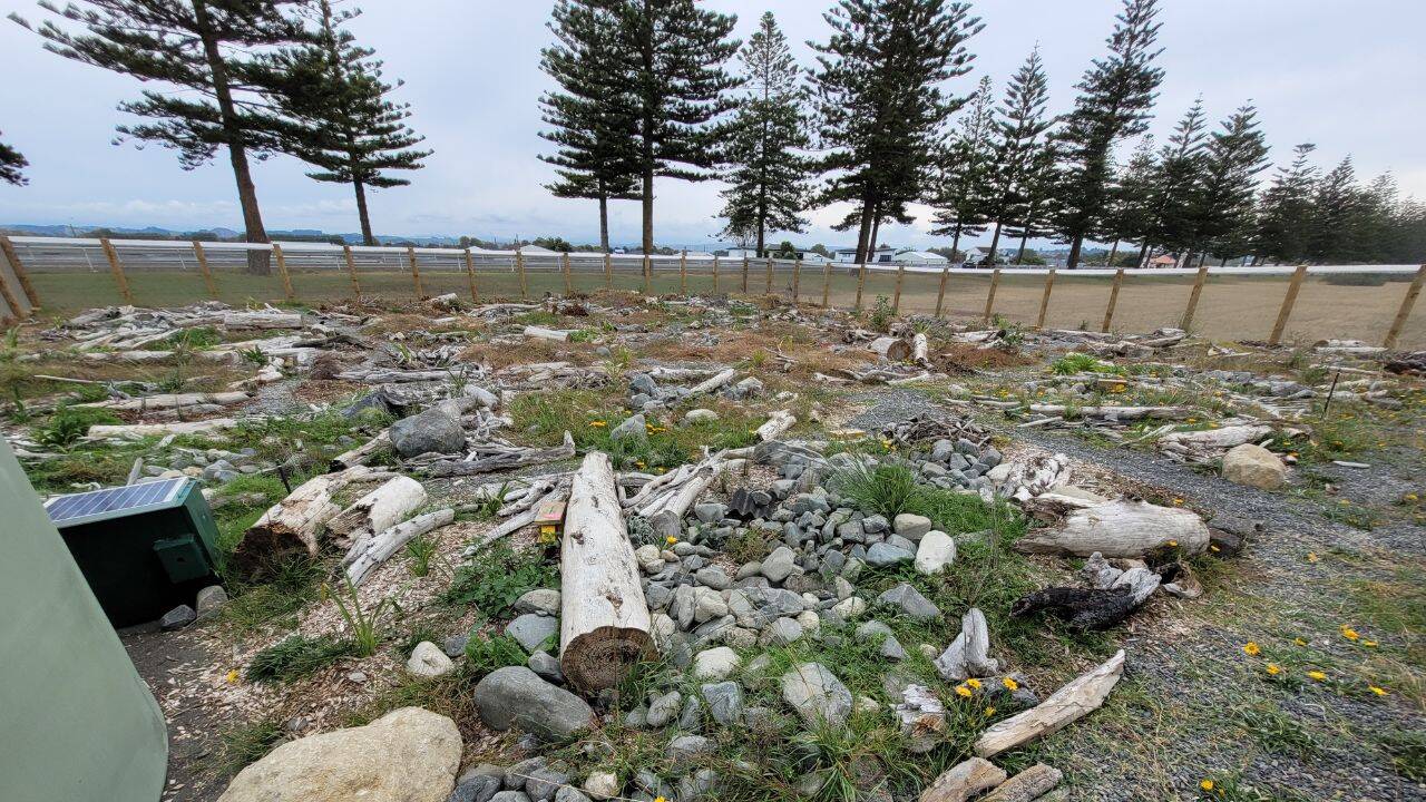 Napier spotted skink sanctuary habitat. Image credit: Nick Harker/New Zealand Herpetological Society How the new 676-square-metre sanctuary protects the skinks