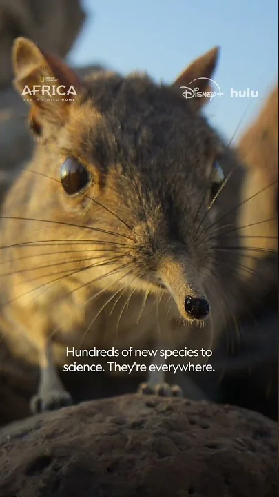 Steve's Story #AfricaEarthsWildHome - YouTube