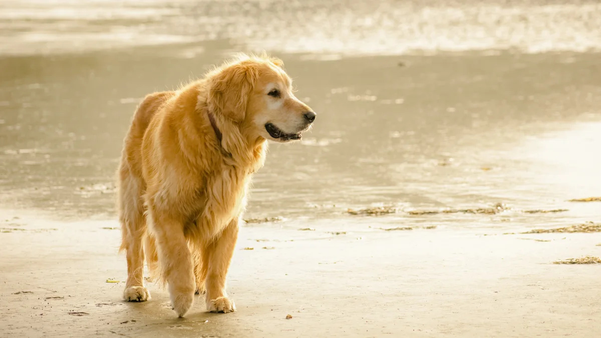 A dog longevity pill is nearing FDA approval. A vet explains what it can and can't do