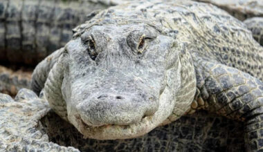 A Rattlesnake Swam The Length Of A Backyard Pool On Hilton Head Island, And It Was Filmed
