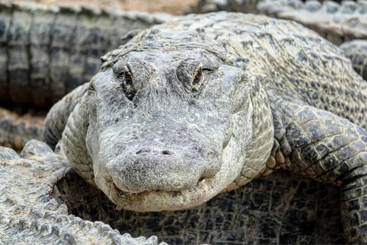 A Rattlesnake Swam The Length Of A Backyard Pool On Hilton Head Island, And It Was Filmed