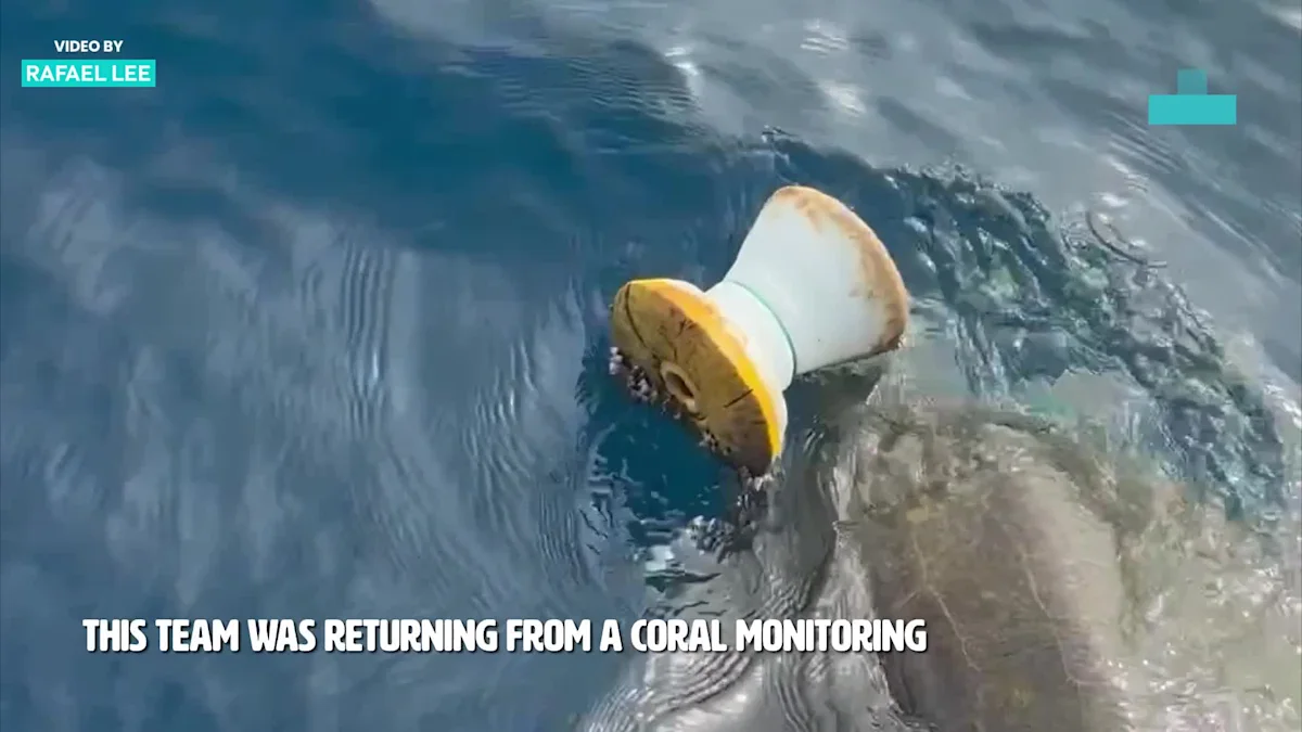 Sea Turtle's Life Hangs in the Balance After Becoming Entangled in Fishing Net