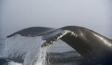 BC Ferries vessel collides with humpback whale in Howe Sound near Metro Vancouver