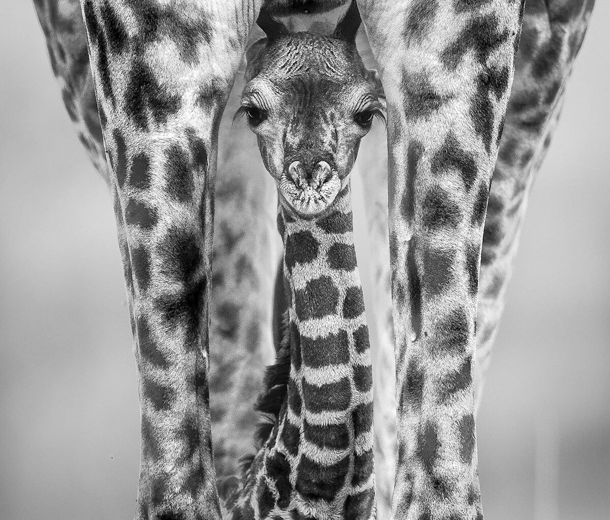 "This young giraffe was no more than a few hours old," says award-winning wildlife photographer. "We watched at a distance as the young giraffe suckled, still wobbly on its legs before coming forwards towards us," captured with a 14-year-old DSLR camera