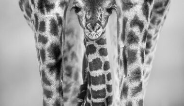 "This young giraffe was no more than a few hours old," says award-winning wildlife photographer. "We watched at a distance as the young giraffe suckled, still wobbly on its legs before coming forwards towards us," captured with a 14-year-old DSLR camera