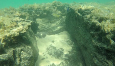 Drowned 5,000-year-old forests off Mozambique now shelter reef fish, no coral needed