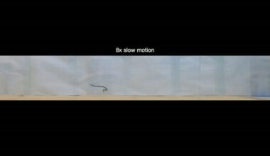 Dwarf reed snakes 'cartwheel' away from danger