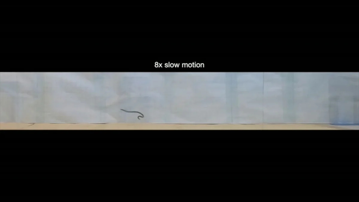 Dwarf reed snakes 'cartwheel' away from danger