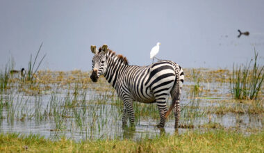 Actress Sings to Zebra in a Heartwarming Moment