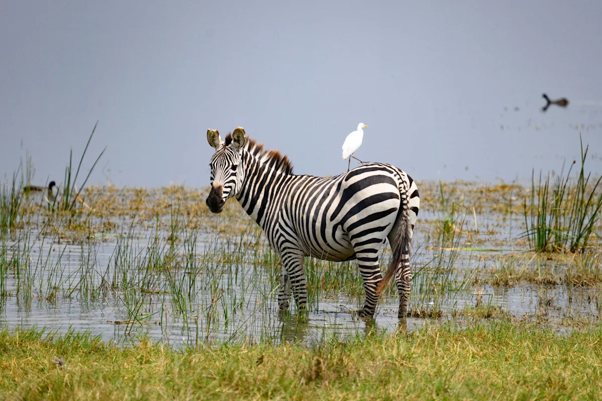 Actress Sings to Zebra in a Heartwarming Moment
