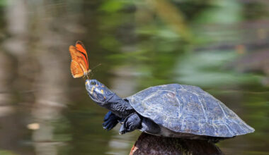 Watch a Turtle Surrounded by Butterflies: The Science Behind This Adorable Moment