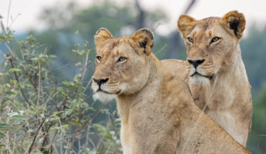 Rescue Lions Have a Heartwarming Reaction to a Live Concert Performance